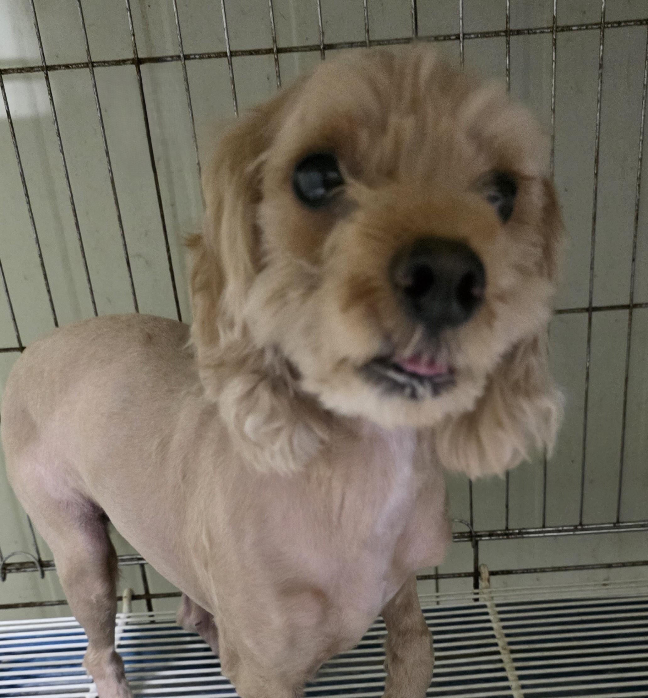 대구유기동물보호협회_427347202500632